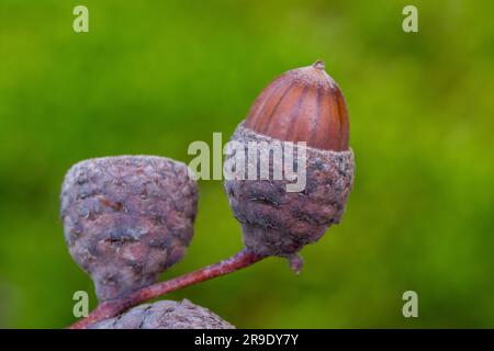 Chêne commun, chêne anglais (Quercus robur), branche avec corne mûre. Allemagne Banque D'Images