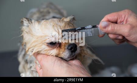 Une femme peigne le museau d'un mignon chien de Poméranie dans un salon de toilettage. Banque D'Images