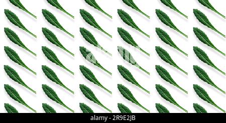 Motif rectangulaire de feuilles de chou frisé sur fond blanc. Banque D'Images