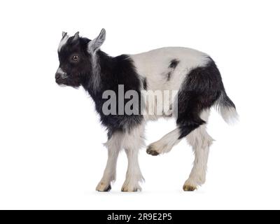 Adorable bébé chèvre noir et blanc, sur les côtés et le ventre avec la patte arrière. En regardant loin de l'appareil photo. Isolé sur un fond blanc. Banque D'Images