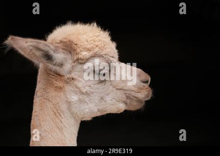 Alpaga (lama pacos) au repos avec mouche près de l'oeil et fond noir Banque D'Images