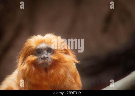 Golden-maned tamarin (Leontocebus tripartitus) regarde attentivement le spectateur Banque D'Images