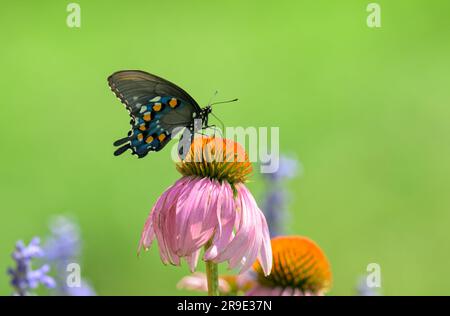 Vue ventrale d'un papillon à queue de cygne de Pipevine pollinisant la fleur de conée pourpre Banque D'Images