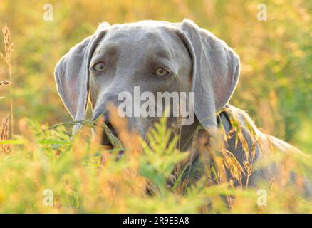 Beau chien Weimaraner péchant sur de l'herbe haute, rétroéclairé par le soleil du soir doré en été Banque D'Images