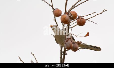 Mockingbird du Nord mangeant des persimmons en automne, contre un ciel nuageux Banque D'Images