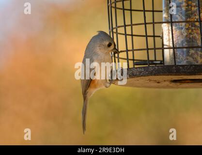 Souris titouffée obtenant des graines de la mangeoire à oiseaux en automne Banque D'Images