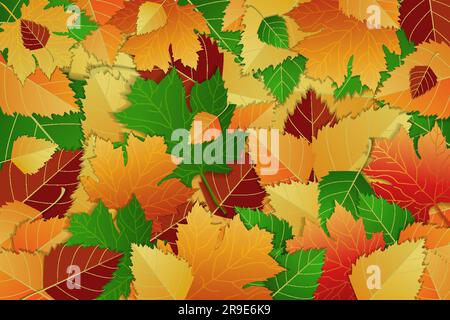 Arrière-plan vectoriel de feuilles d'automne colorées et lumineuses, couleurs rouge, jaune, orange et vert. Feuilles d'érable et de bouleau Illustration de Vecteur
