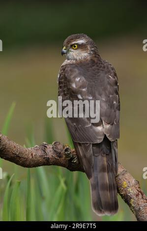 Sparrowhawk eurasien (Accipiter nisus) femelle immature perchée sur la branche morte Eccles-on-Sea, Norfolk, Royaume-Uni. Avril Banque D'Images