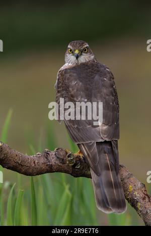 Sparrowhawk eurasien (Accipiter nisus) femelle immature perchée sur la branche morte Eccles-on-Sea, Norfolk, Royaume-Uni. Avril Banque D'Images