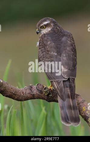 Sparrowhawk eurasien (Accipiter nisus) femelle immature perchée sur la branche morte Eccles-on-Sea, Norfolk, Royaume-Uni. Avril Banque D'Images