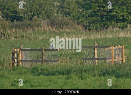 Hibou à courtes pattes (ASIO flammeus), perdrix à pattes rouges et corbeau de Carrion, tous perchés sur la clôture de stocks Hempstead Marsh, Norfolk, Royaume-Uni. Mai Banque D'Images