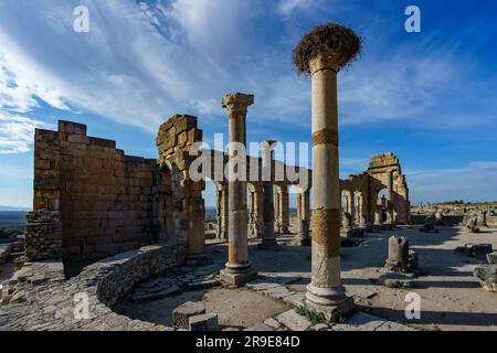 Maroc. Volubilis est une ville berbère partiellement excavée au Maroc située près de la ville de Meknes, et communément considérée comme l'ancienne capitale du Th Banque D'Images