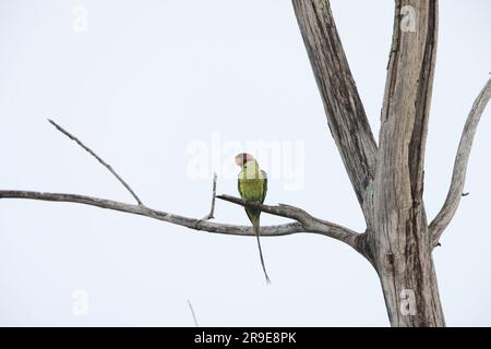 Perruche à longue queue (Psittacula longicauda) à Sabah, Bornéo du Nord, Malaisie Banque D'Images