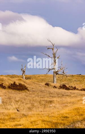 Un seul arbre mort en automne sur une colline dans l'herbe jaune des pampas dans le sud du Chili, Patagonie, Amérique du Sud Banque D'Images