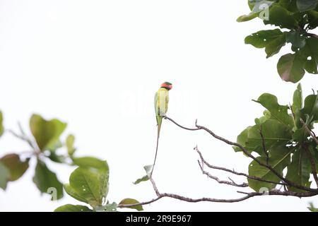 Perruche à longue queue (Psittacula longicauda) à Sabah, Bornéo du Nord, Malaisie Banque D'Images