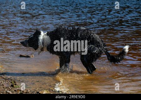 Une frontière noire et blanche Collie profiter de l'amusement dans l'eau d'un lac au soleil de printemps Banque D'Images