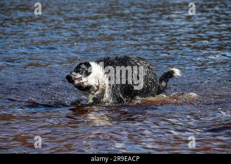 Une frontière noire et blanche Collie profiter de l'amusement dans l'eau d'un lac au soleil de printemps Banque D'Images