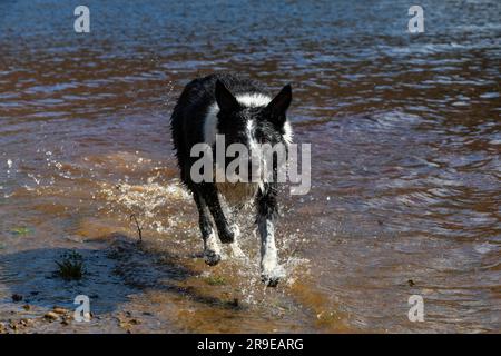 Une frontière noire et blanche Collie profiter de l'amusement dans l'eau d'un lac au soleil de printemps Banque D'Images