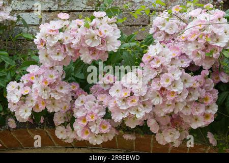 Rose pâle fleurs d'été uniques de rose rambling, rambler Rosa Blush poussant sur le mur de brique dans le jardin britannique juin Banque D'Images