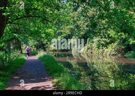 Vue arrière d'une femme marchant sur le chemin de halage près du canal de navigation de la rivière Wey près de Pyford, le jour ensoleillé de l'été Surrey Angleterre Royaume-Uni Banque D'Images