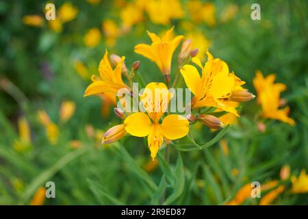 Lily de l'Inca (Alstromémeria aurea majestueux) croissant dans un jardin clos. Banque D'Images