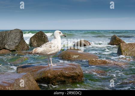 Le jeune goéland à harengs européen Larus argentatus sur une pierre sur la plage de Kühlungsborn sur la côte Baltique allemande Banque D'Images