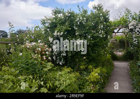 Treillis ou pergolas en bois recouverts de roses grimpantes et d'autres plantes à fleurs. Banque D'Images