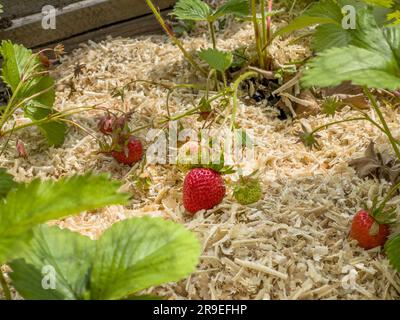 Gros plan de fraises mûres et de paillis de sciure Banque D'Images