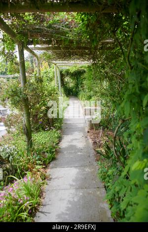 Treillis ou pergolas en bois recouverts de roses grimpantes et d'autres plantes à fleurs. Banque D'Images