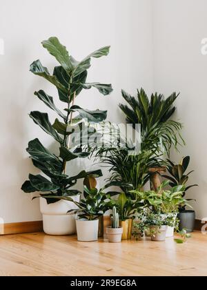 Intérieur élégant avec de nombreuses plantes de maison différentes. Intérieur avec plantes dans la salle de séjour au sol. Composition des plantes de jardin industrielles gr Banque D'Images