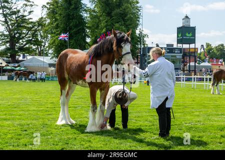 Le cheval Shire est jugé sur le ring du Royal Highland Show, à Édimbourg, en Écosse Banque D'Images