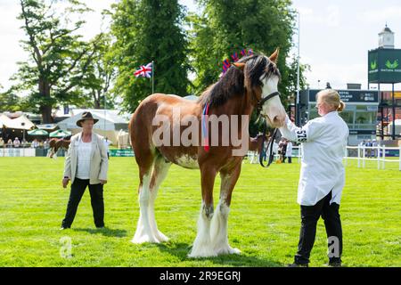 Le cheval Shire est jugé sur le ring du Royal Highland Show, à Édimbourg, en Écosse Banque D'Images