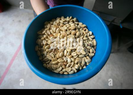 Processus de mouture du café dans une plantation de café dans la jungle péruvienne. Banque D'Images