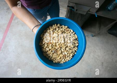 Processus de mouture du café dans une plantation de café dans la jungle péruvienne. Banque D'Images