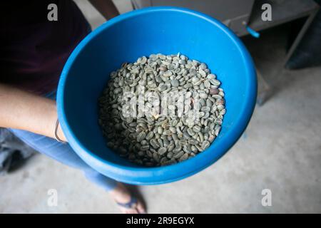 Processus de mouture du café dans une plantation de café dans la jungle péruvienne. Banque D'Images