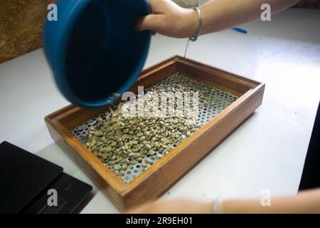 Processus de mouture du café dans une plantation de café dans la jungle péruvienne. Banque D'Images