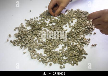 Processus de mouture du café dans une plantation de café dans la jungle péruvienne. Banque D'Images