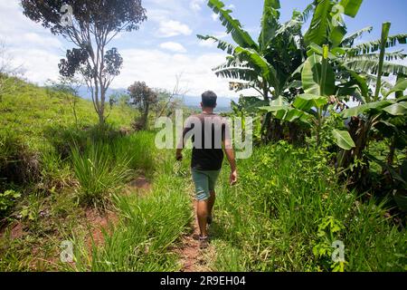 Plantation de café dans la région de Moyobamba dans la jungle péruvienne. Banque D'Images