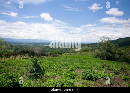 Plantation de café dans la région de Moyobamba dans la jungle péruvienne. Banque D'Images