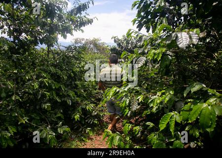 Plantation de café dans la région de Moyobamba dans la jungle péruvienne. Banque D'Images