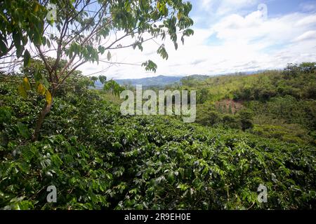 Plantation de café dans la région de Moyobamba dans la jungle péruvienne. Banque D'Images