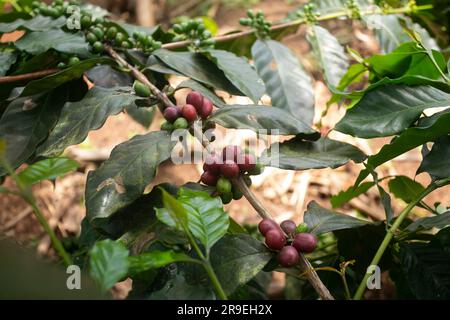 Plantation de café dans la région de Moyobamba dans la jungle péruvienne. Banque D'Images