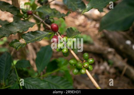 Plantation de café dans la région de Moyobamba dans la jungle péruvienne. Banque D'Images