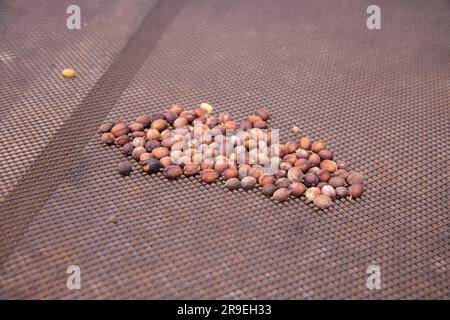 Processus de mouture du café dans une plantation de café dans la jungle péruvienne. Banque D'Images