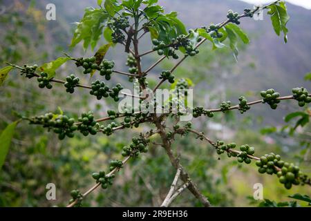 Plantation de café dans la région de Moyobamba dans la jungle péruvienne. Banque D'Images