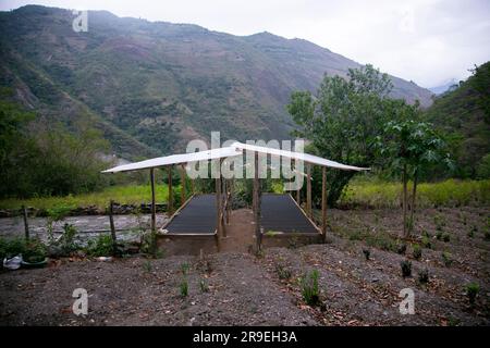 Plantation de café dans la région de Moyobamba dans la jungle péruvienne. Banque D'Images