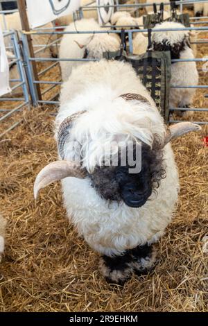 Valais a fait un blacknackose au Royal Highland Show, Édimbourg, Écosse Banque D'Images