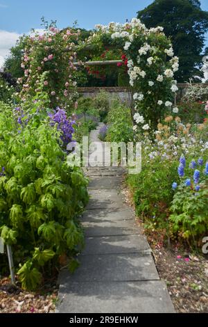 Treillis ou pergolas en bois recouverts de roses grimpantes et d'autres plantes à fleurs. Banque D'Images