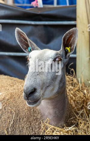 Bluefact Leicester brebis au Royal Highland Show, Édimbourg, Écosse Banque D'Images