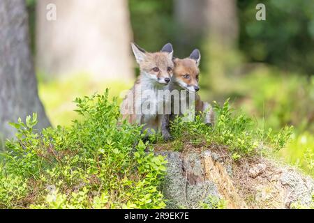 Une paire de petits renards mignons pose dans la forêt. Horizontalement. Banque D'Images